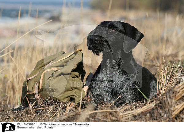 Deutsch Drahthaar / German wirehaired Pointer / IF-03886