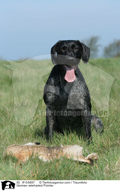 Deutsch Drahthaar / German wirehaired Pointer / IF-03897