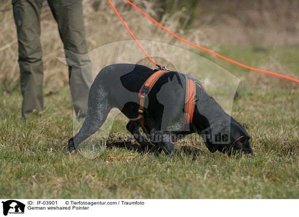 Deutsch Drahthaar / German wirehaired Pointer / IF-03901