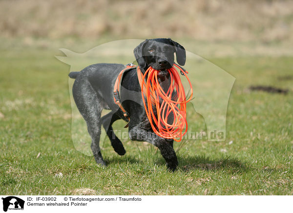 Deutsch Drahthaar / German wirehaired Pointer / IF-03902