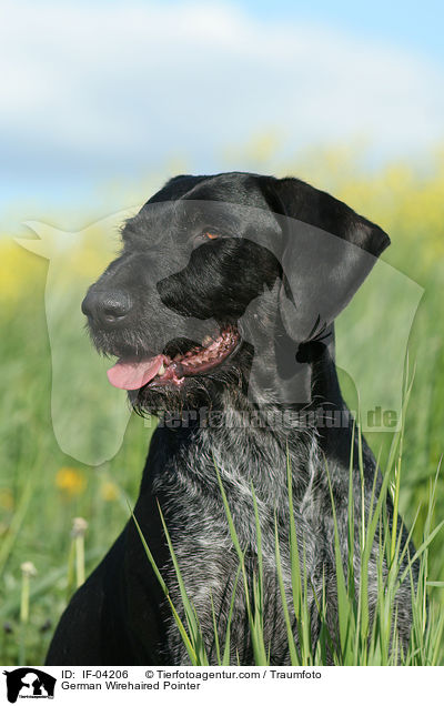 Deutsch Drahthaar / German Wirehaired Pointer / IF-04206