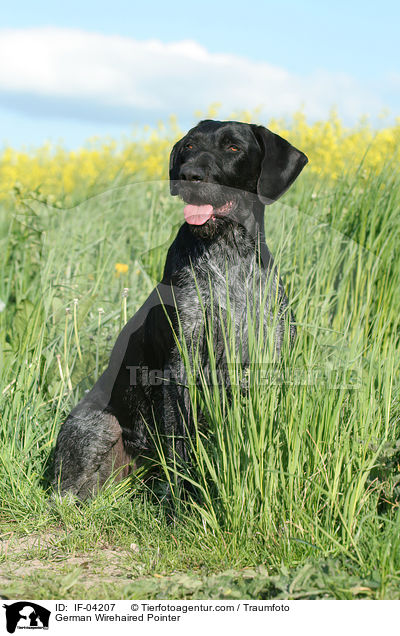 Deutsch Drahthaar / German Wirehaired Pointer / IF-04207