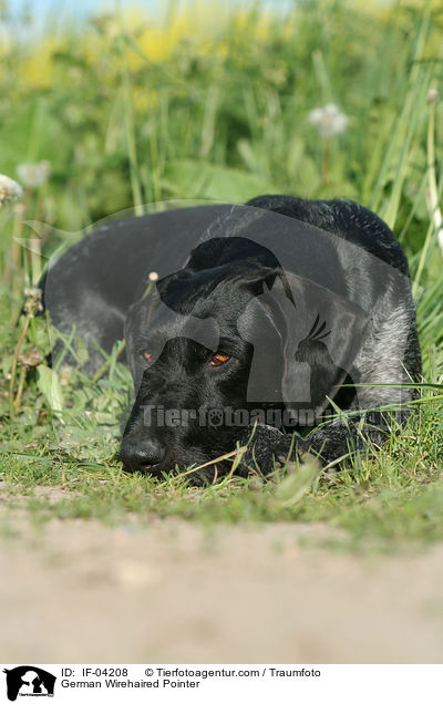 Deutsch Drahthaar / German Wirehaired Pointer / IF-04208