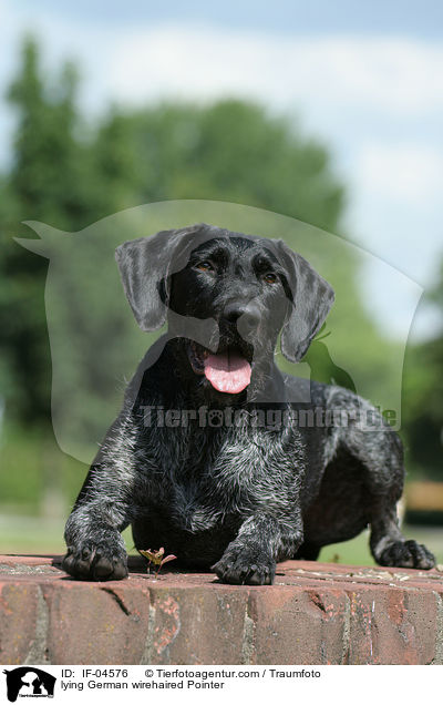 liegender Deutsch Drahthaar / lying German wirehaired Pointer / IF-04576