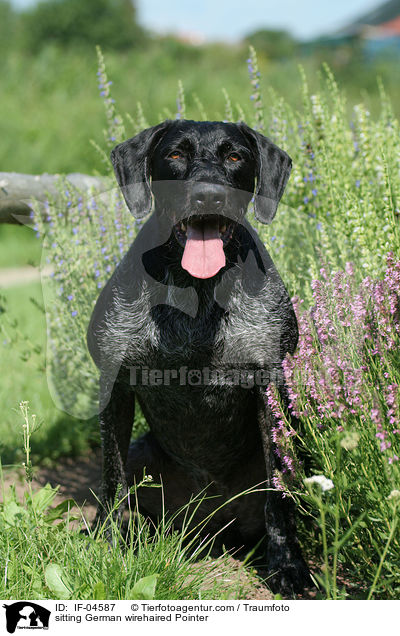 sitzender Deutsch Drahthaar / sitting German wirehaired Pointer / IF-04587