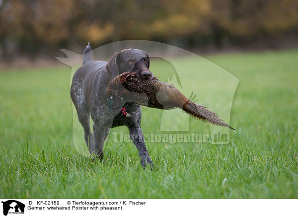 Deutsch Drahthaar mit Fasan / German wirehaired Pointer with pheasant / KF-02159