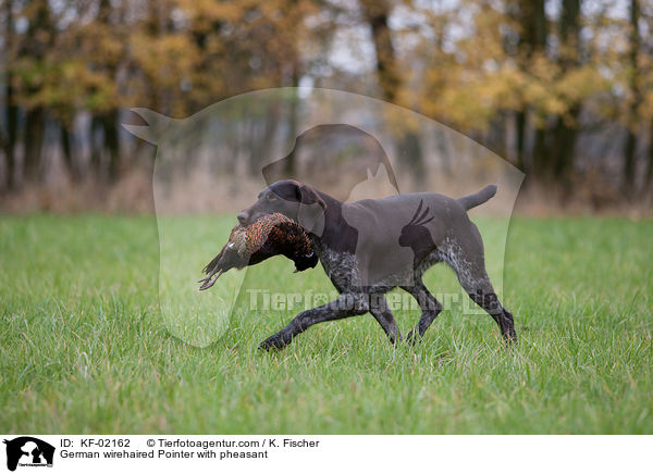 Deutsch Drahthaar mit Fasan / German wirehaired Pointer with pheasant / KF-02162