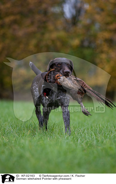 German wirehaired Pointer with pheasant / KF-02163