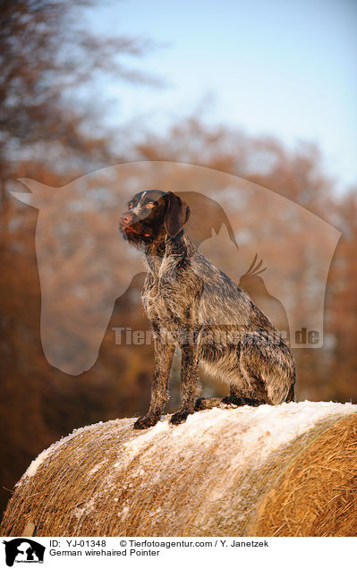 Deutsch Drahthaar / German wirehaired Pointer / YJ-01348