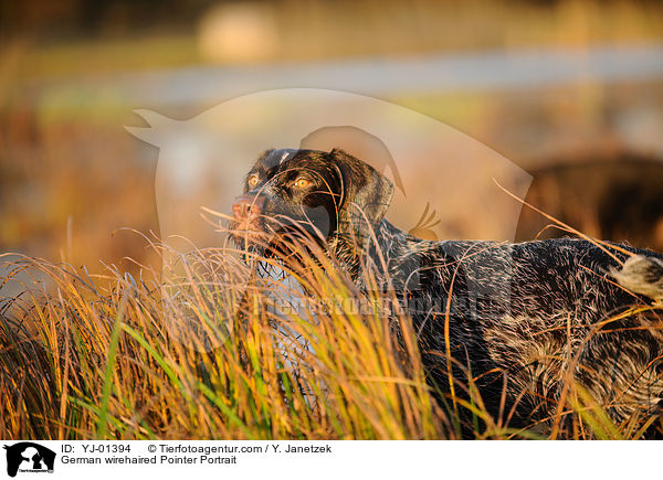 Deutsch Drahthaar Portrait / German wirehaired Pointer Portrait / YJ-01394