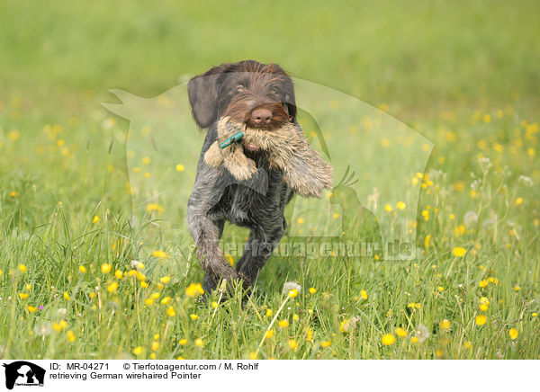 apportierender Deutsch Drahthaar / retrieving German wirehaired Pointer / MR-04271