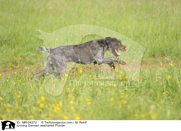 rennender Deutsch Drahthaar / running German wirehaired Pointer / MR-04272