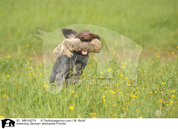 apportierender Deutsch Drahthaar / retrieving German wirehaired Pointer / MR-04274