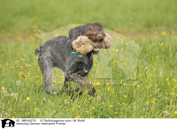 apportierender Deutsch Drahthaar / retrieving German wirehaired Pointer / MR-04275