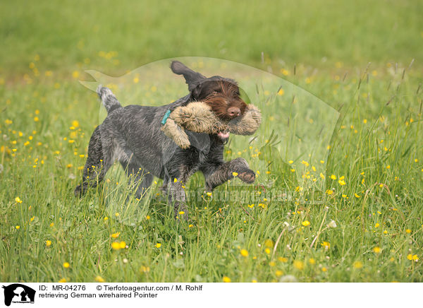 apportierender Deutsch Drahthaar / retrieving German wirehaired Pointer / MR-04276