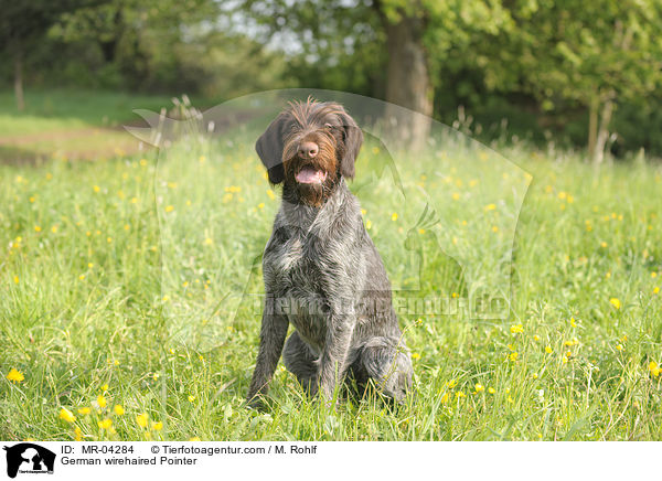 Deutsch Drahthaar / German wirehaired Pointer / MR-04284