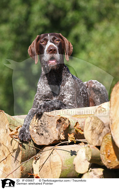 Deutsch Drahthaar / German wirehaired Pointer / IF-05667