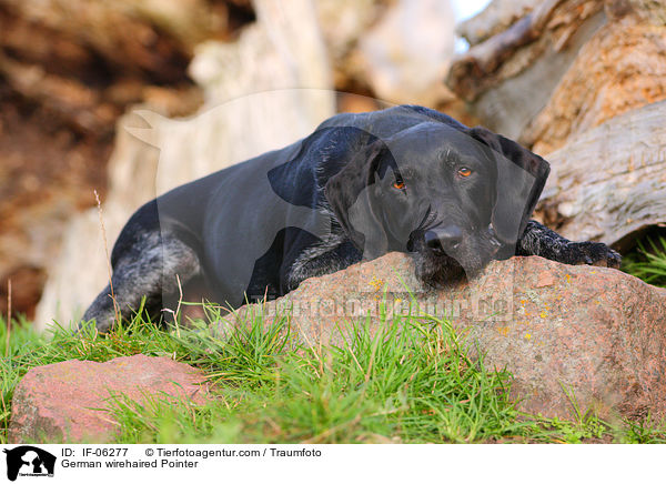 Deutsch Drahthaar / German wirehaired Pointer / IF-06277