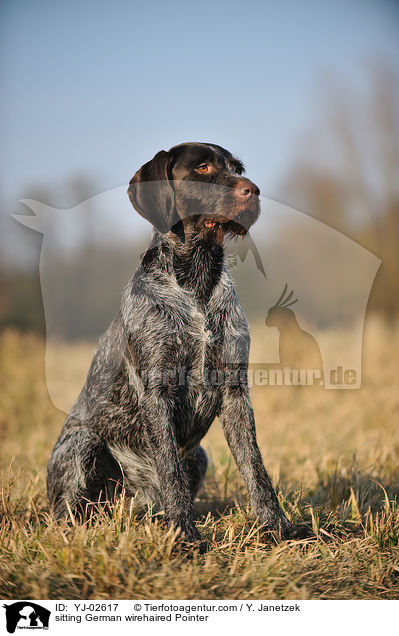 sitzender Deutsch Drahthaar / sitting German wirehaired Pointer / YJ-02617