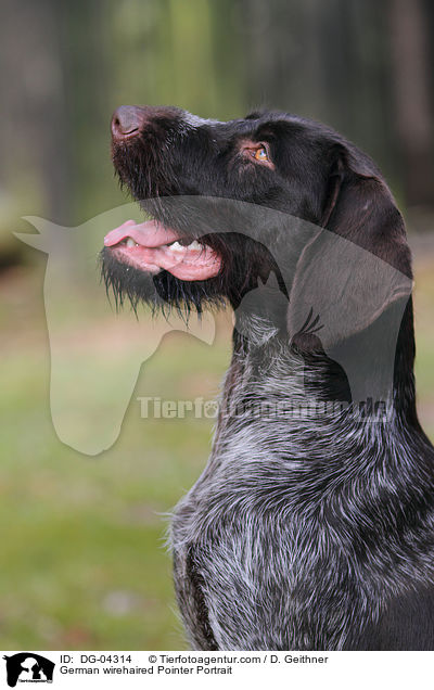 Deutsch Drahthaar Portrait / German wirehaired Pointer Portrait / DG-04314