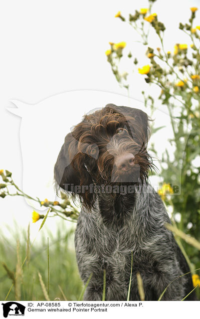 Deutsch Drahthaar Portrait / German wirehaired Pointer Portrait / AP-08585