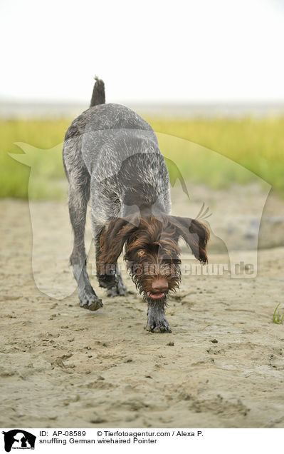 schnuppernder Deutsch Drahthaar / snuffling German wirehaired Pointer / AP-08589