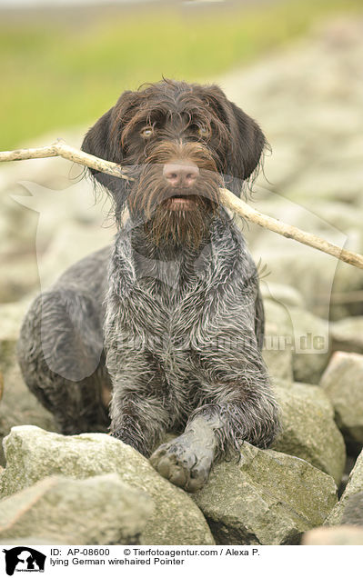 liegender Deutsch Drahthaar / lying German wirehaired Pointer / AP-08600