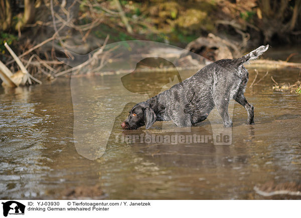 trinkender Deutsch Drahthaar / drinking German wirehaired Pointer / YJ-03930