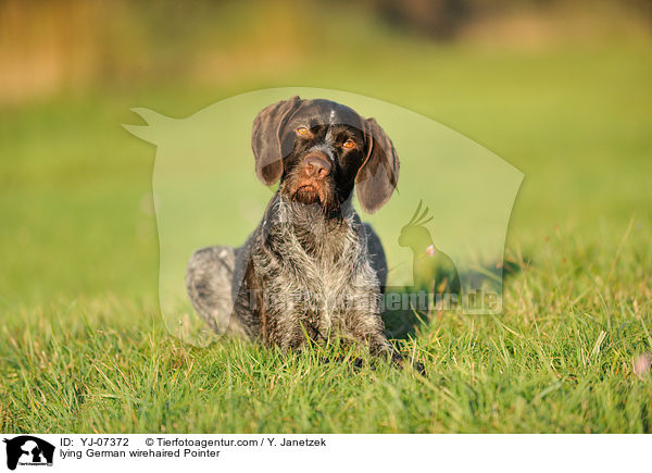 liegender Deutsch Drahthaar / lying German wirehaired Pointer / YJ-07372