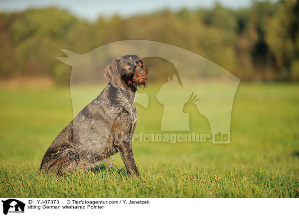 sitzender Deutsch Drahthaar / sitting German wirehaired Pointer / YJ-07373