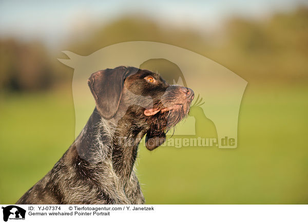 Deutsch Drahthaar Portrait / German wirehaired Pointer Portrait / YJ-07374