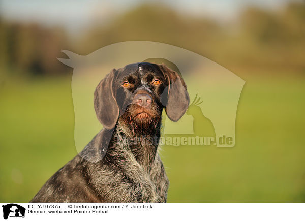 Deutsch Drahthaar Portrait / German wirehaired Pointer Portrait / YJ-07375