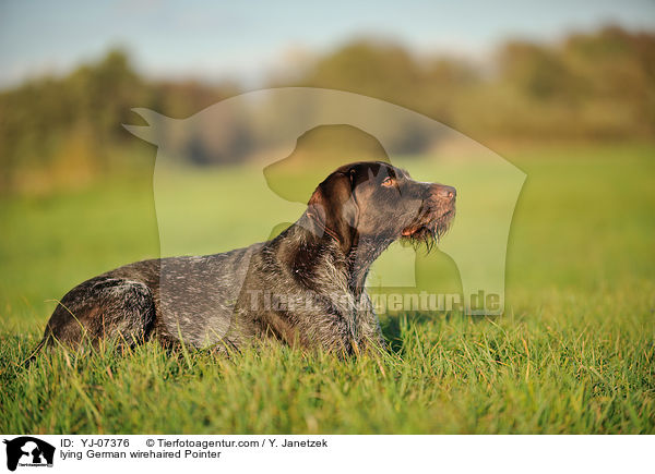 liegender Deutsch Drahthaar / lying German wirehaired Pointer / YJ-07376