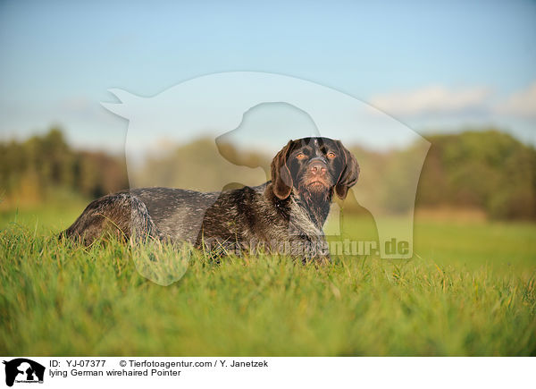 liegender Deutsch Drahthaar / lying German wirehaired Pointer / YJ-07377