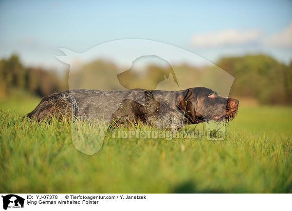 liegender Deutsch Drahthaar / lying German wirehaired Pointer / YJ-07378