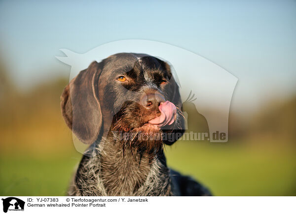 Deutsch Drahthaar Portrait / German wirehaired Pointer Portrait / YJ-07383