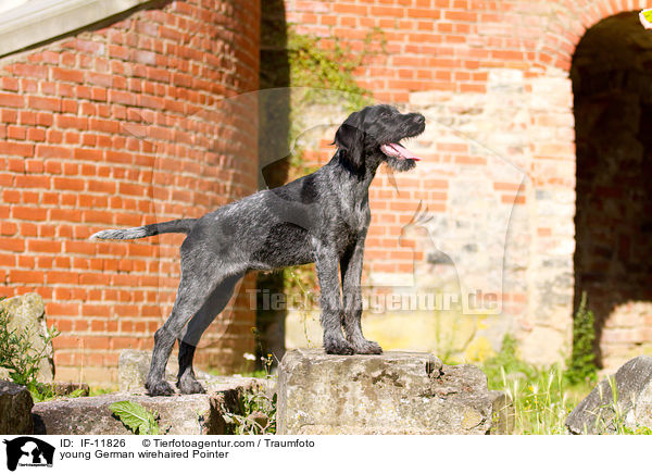 young German wirehaired Pointer / IF-11826