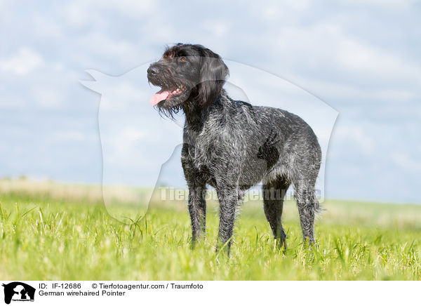 German wirehaired Pointer / IF-12686