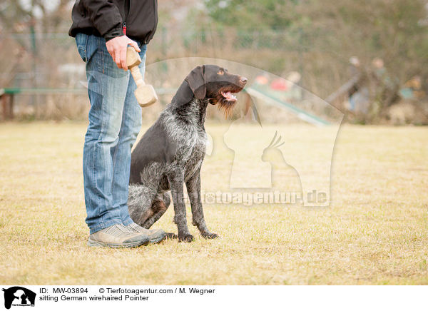 sitzender Deutsch Drahthaar / sitting German wirehaired Pointer / MW-03894