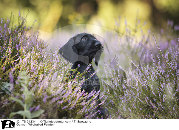 Deutsch Drahthaar / German Wirehaired Pointer / TS-01234