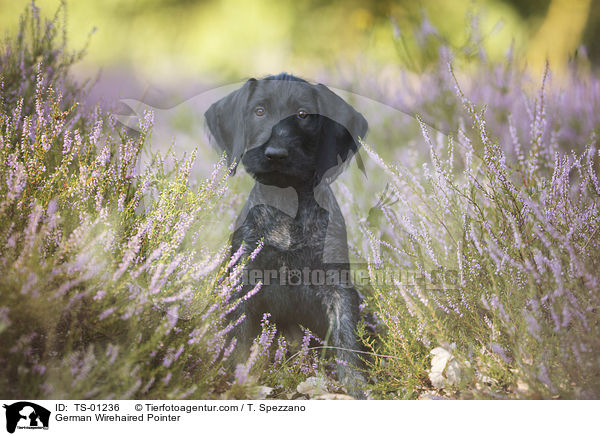 Deutsch Drahthaar / German Wirehaired Pointer / TS-01236