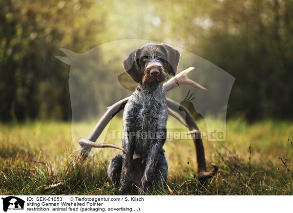 sitzender Deutsch Drahthaar / sitting German Wirehaired Pointer / SEK-01053