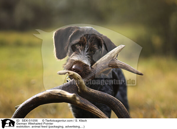 Deutsch Drahthaar / German Wirehaired Pointer / SEK-01056