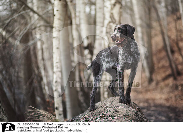 stehender Deutsch Drahthaar / standing German Wirehaired Pointer / SEK-01058