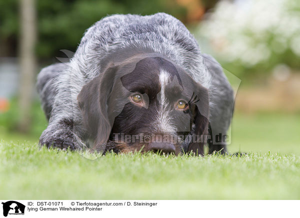 liegender Deutsch Drahthaar / lying German Wirehaired Pointer / DST-01071