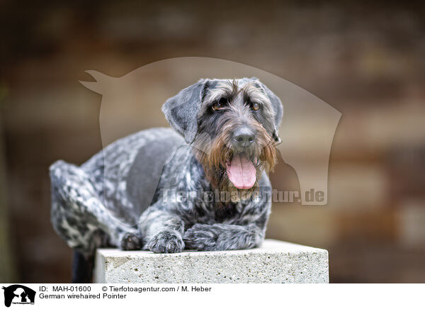 Deutsch Drahthaar / German wirehaired Pointer / MAH-01600