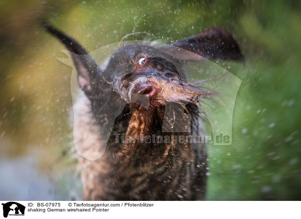 Deutsch Drahthaar schttelt sich / shaking German wirehaired Pointer / BS-07975