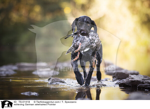 apportierender Deutsch Drahthaar / retrieving German wirehaired Pointer / TS-01418