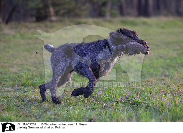 spielender Deutsch Drahthaar / playing German wirehaired Pointer / JM-03232