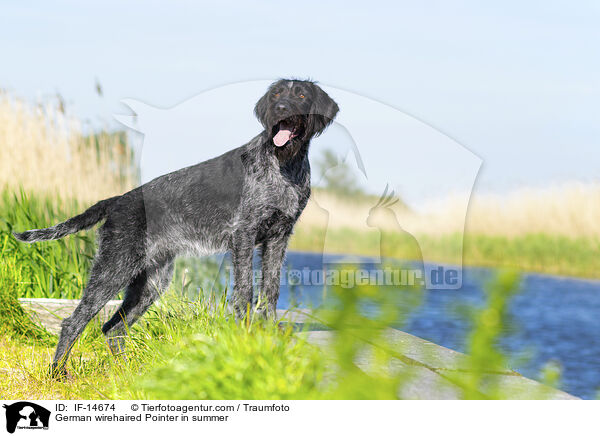 Deutsch Drahthaar im Sommer / German wirehaired Pointer in summer / IF-14674